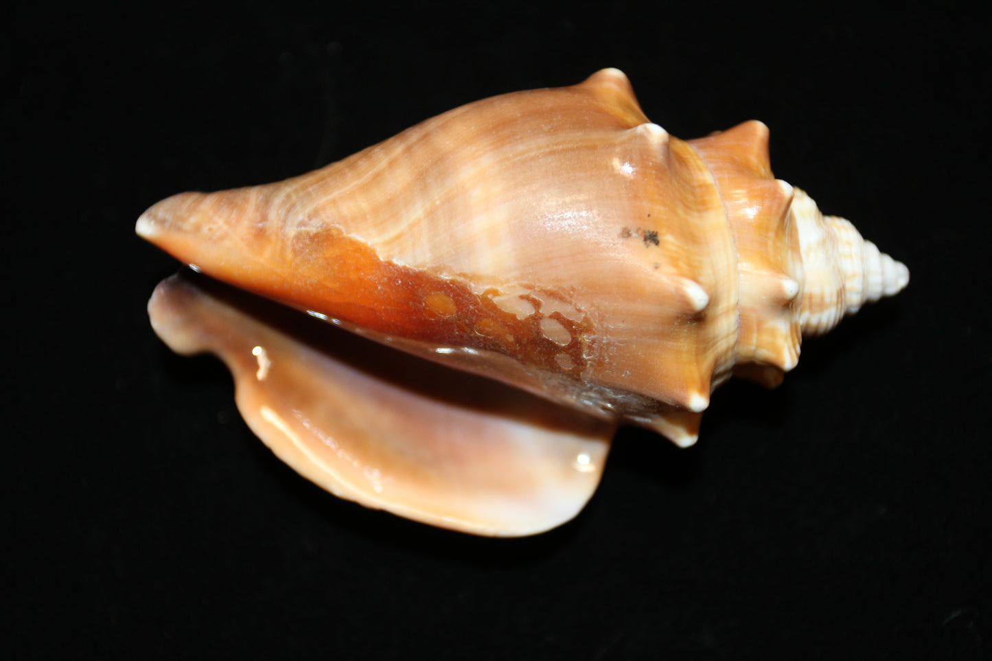 DARK STROMBUS PUGILIS, Fighting Conch, Display Seashell, Seashell Craft Supply, Wedding Decor, Bath Decor,  SS-13