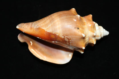 DARK STROMBUS PUGILIS, Fighting Conch, Display Seashell, Seashell Craft Supply, Wedding Decor, Bath Decor,  SS-13