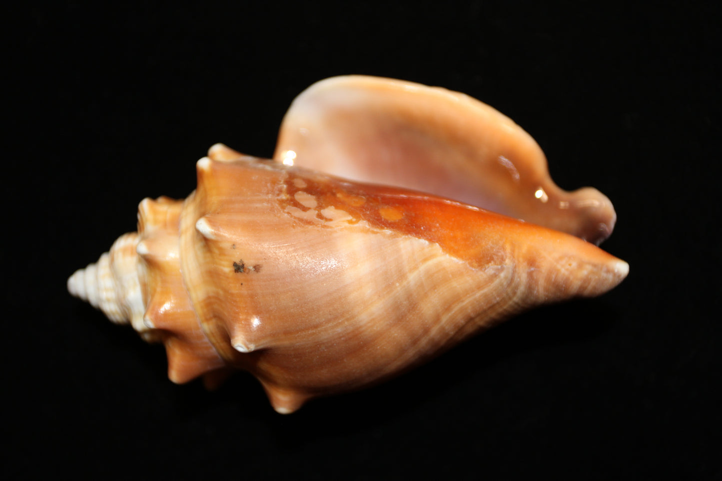 DARK STROMBUS PUGILIS, Fighting Conch, Display Seashell, Seashell Craft Supply, Wedding Decor, Bath Decor,  SS-13