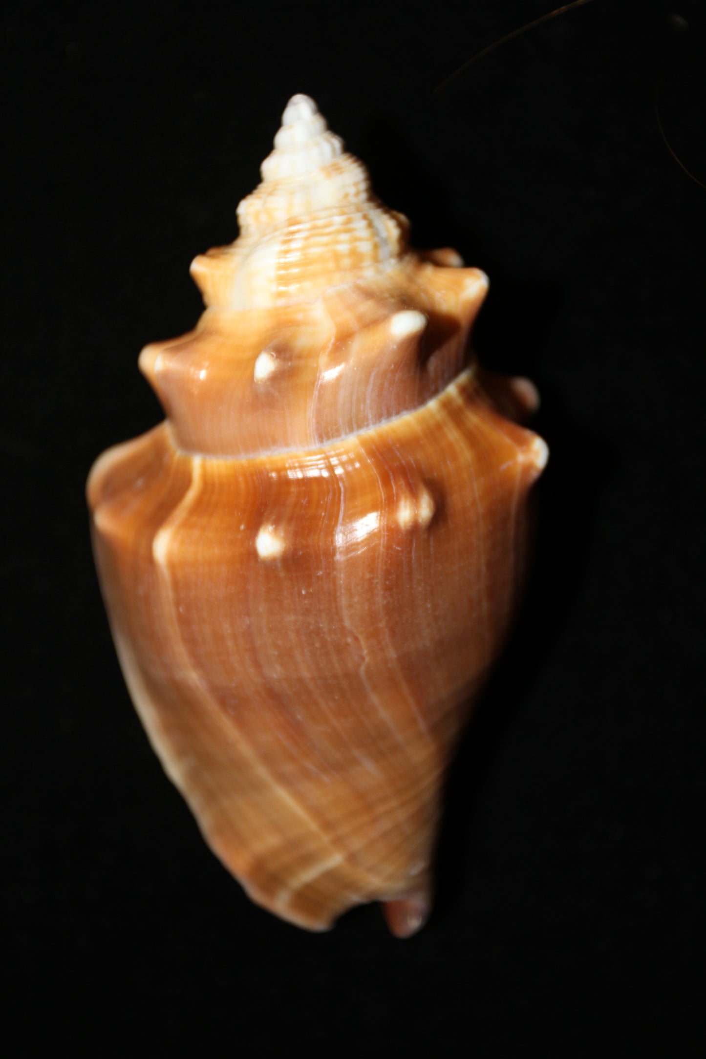 DARK STROMBUS PUGILIS, Fighting Conch, Display Seashell, Seashell Craft Supply, Wedding Decor, Bath Decor,  SS-13