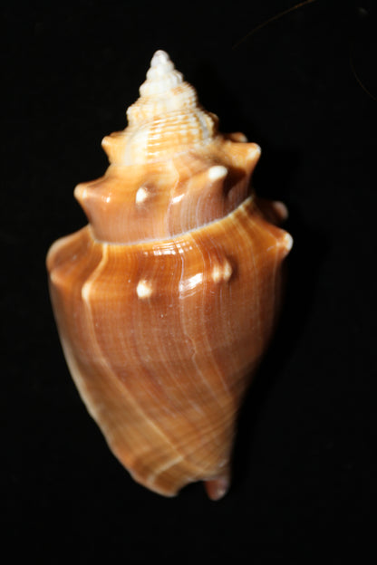 DARK STROMBUS PUGILIS, Fighting Conch, Display Seashell, Seashell Craft Supply, Wedding Decor, Bath Decor,  SS-13