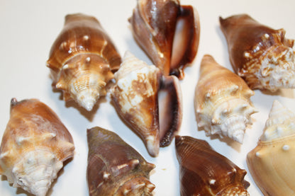 DARK STROMBUS PUGILIS, Fighting Conch, Display Seashell, Seashell Craft Supply, Wedding Decor, Bath Decor,  SS-13