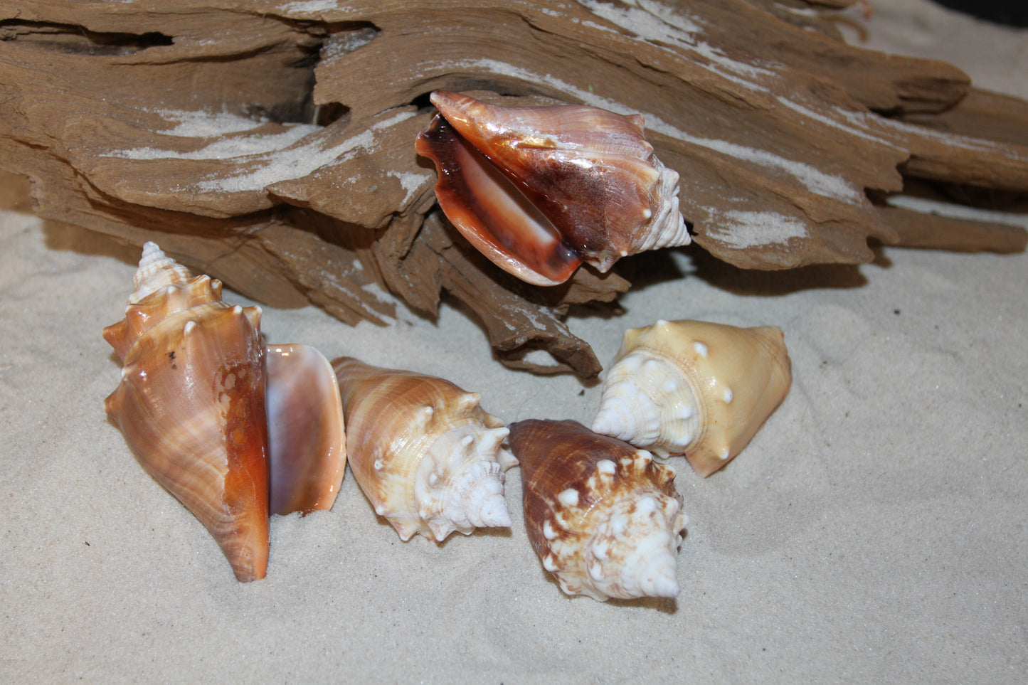 DARK STROMBUS PUGILIS, Fighting Conch, Display Seashell, Seashell Craft Supply, Wedding Decor, Bath Decor,  SS-13