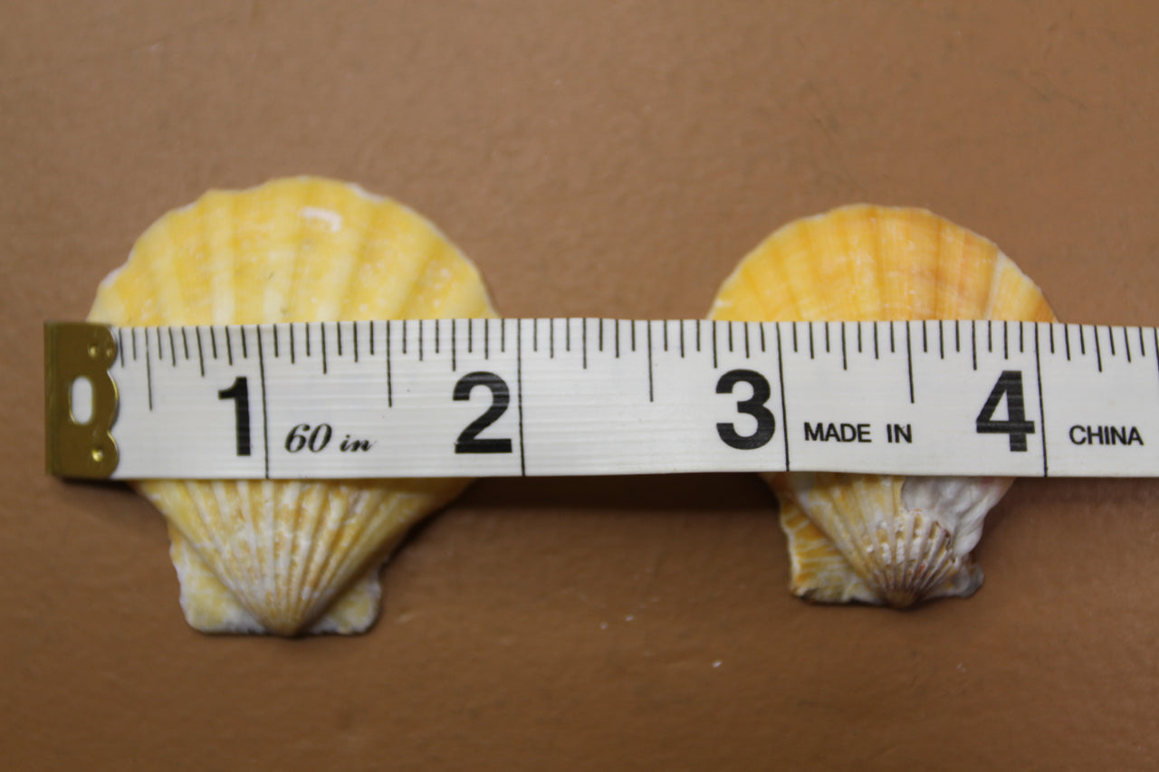 Pecten vexillium, (1 or 2 LB Pack) orange seashell for shell crafting, jewelry making, gifts, Souvenirs and more!