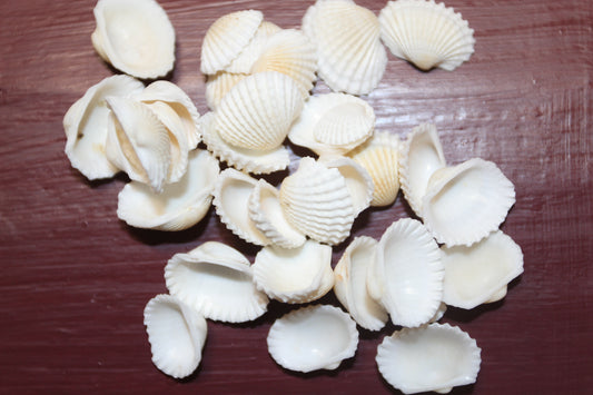 Small White Seashells, ANDARA ARKS, Beach Wedding Supply, Beach Decor, Shell Earring Supply, Scrap Booking Supply, Sailors Valintines, SS-454
