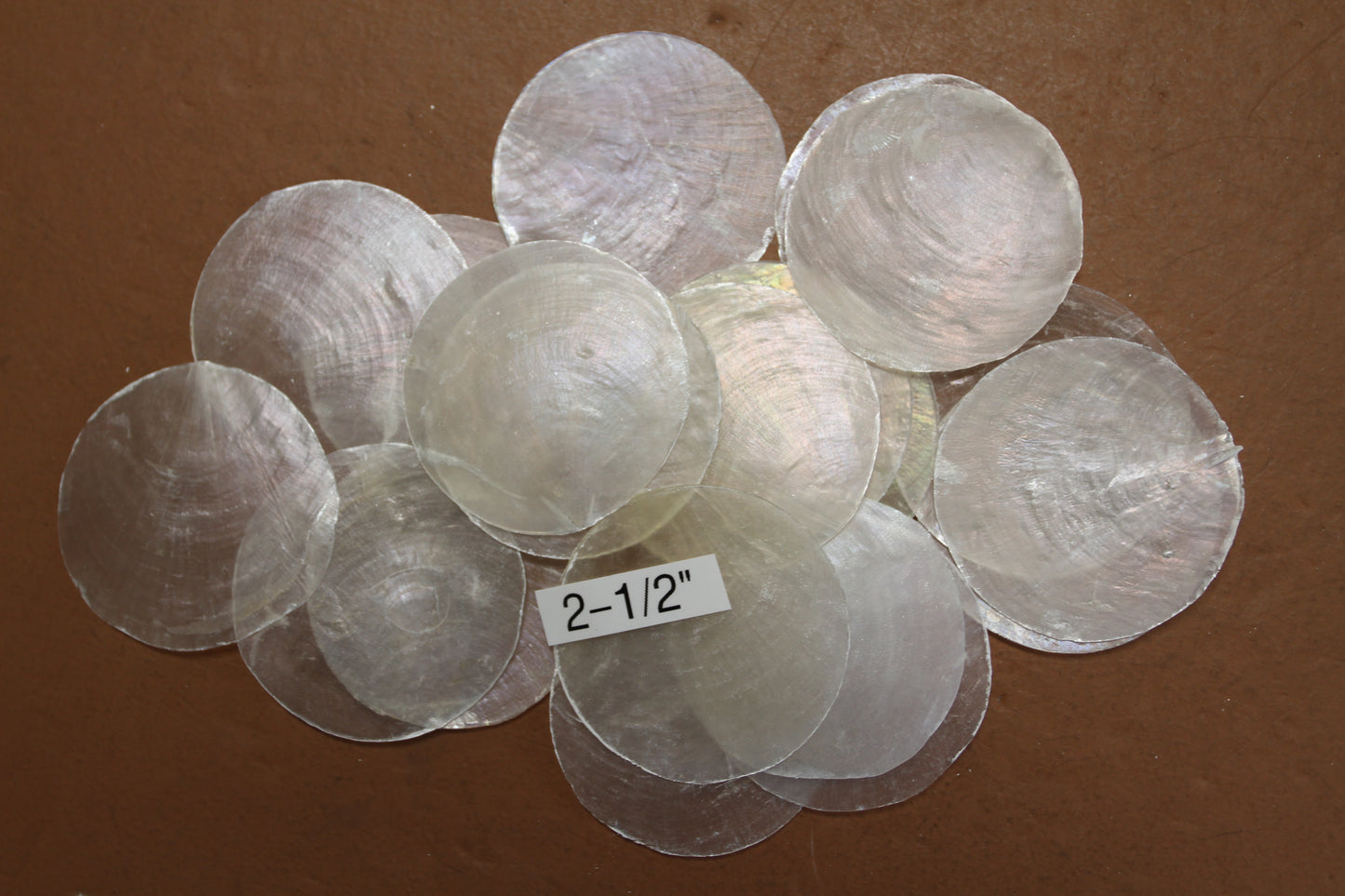 CAPIZ SEASHELLS, 2-1/2", Seaside Wedding Decor, Placement Cards, Floral Accents, Wedding Keepsakes, CS-95