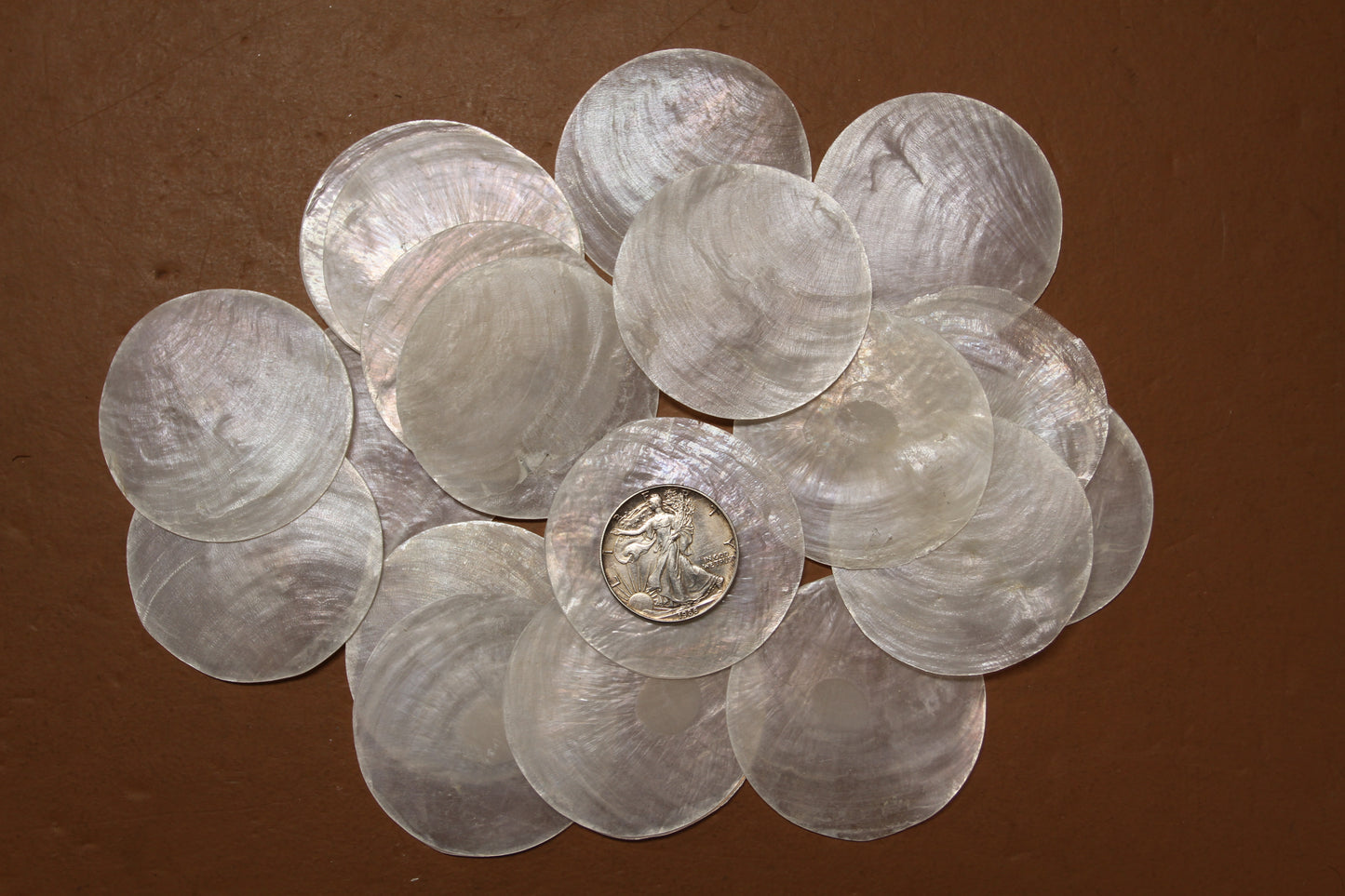3 inch Capiz Seashell, Thick Cut Shells, Semi Translucent Seashells Wall  Art Supply, Beach Home Decor, CS-90