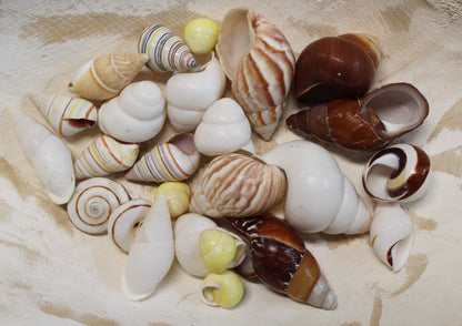 25 Land Snails, Assorted Snail Shells,Craft Supply,Beach Decor, Mosaics,Pour Resin Crafts,All Occasion Gifts,