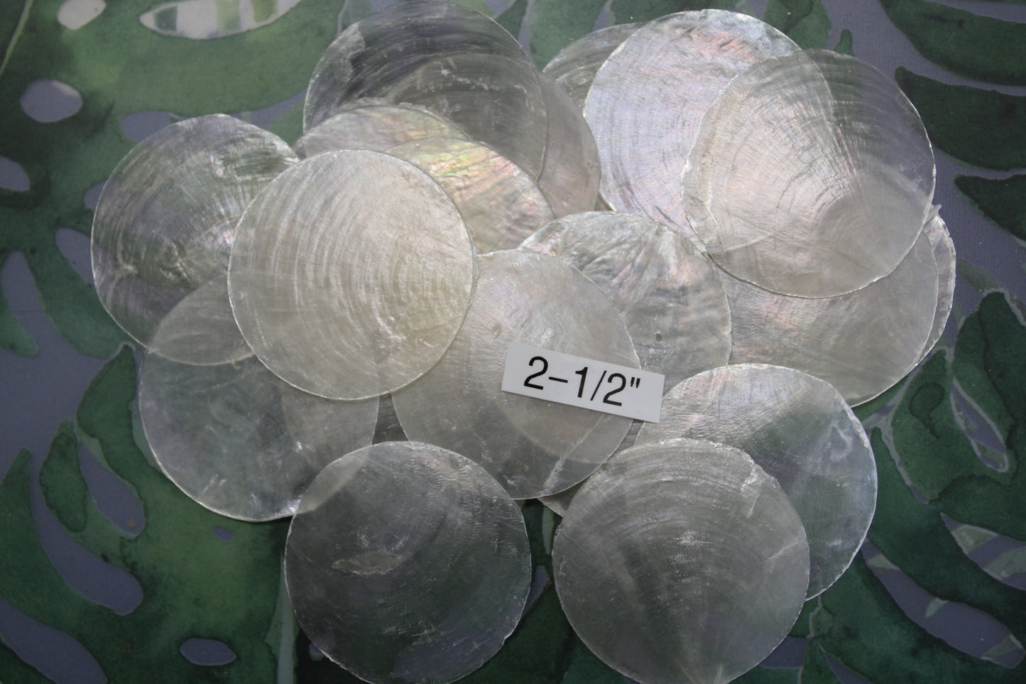 CAPIZ SEASHELLS, 2-1/2", Seaside Wedding Decor, Placement Cards, Floral Accents, Wedding Keepsakes, CS-95