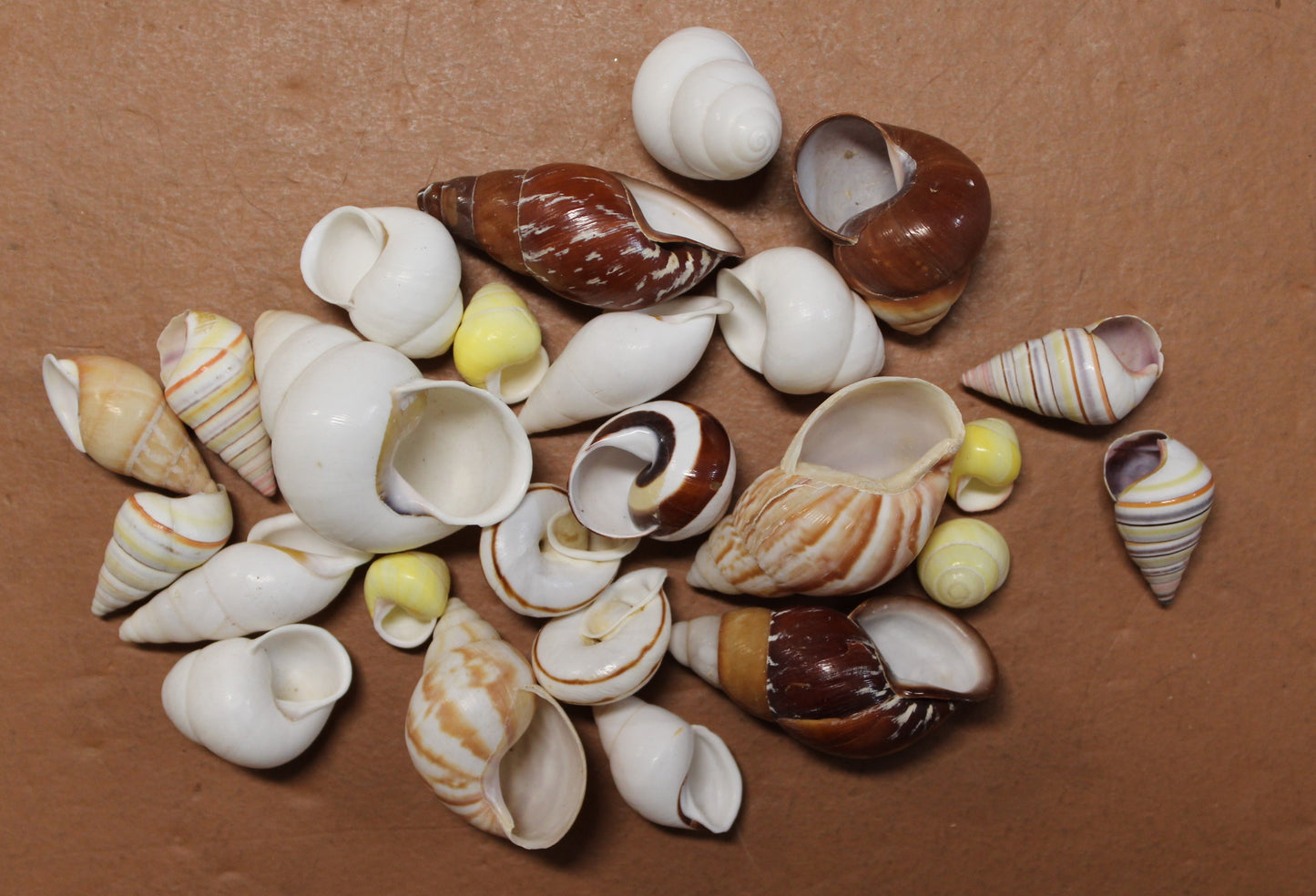25 Land Snails, Assorted Snail Shells,Craft Supply,Beach Decor, Mosaics,Pour Resin Crafts,All Occasion Gifts,
