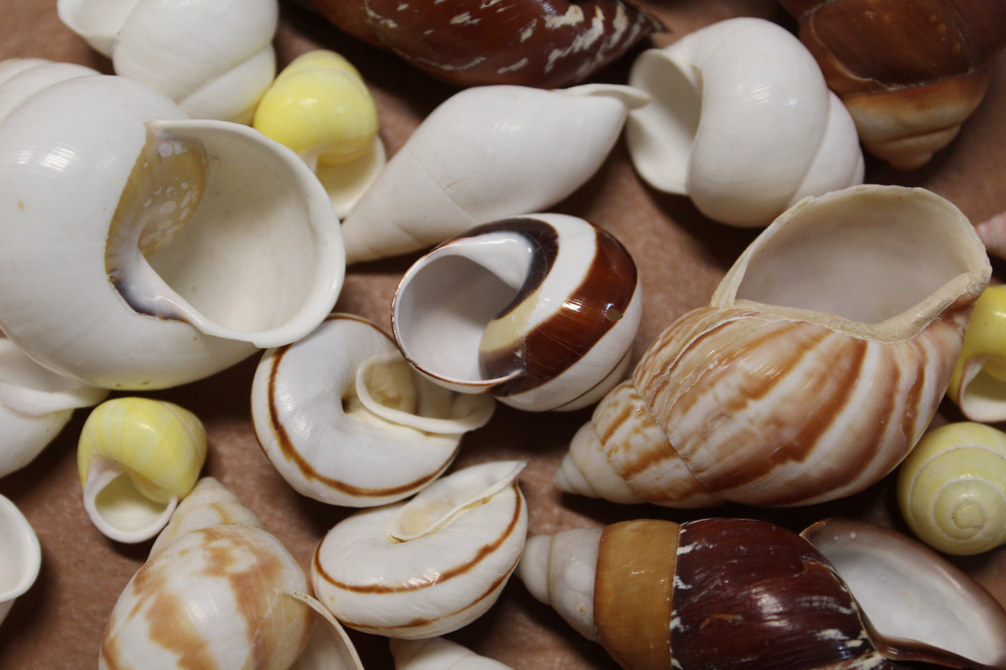 25 Land Snails, Assorted Snail Shells,Craft Supply,Beach Decor, Mosaics,Pour Resin Crafts,All Occasion Gifts,