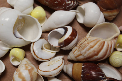 25 Land Snails, Assorted Snail Shells,Craft Supply,Beach Decor, Mosaics,Pour Resin Crafts,All Occasion Gifts,