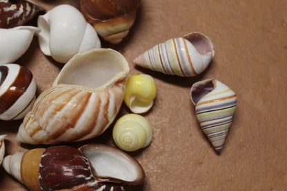 25 Land Snails, Assorted Snail Shells,Craft Supply,Beach Decor, Mosaics,Pour Resin Crafts,All Occasion Gifts,