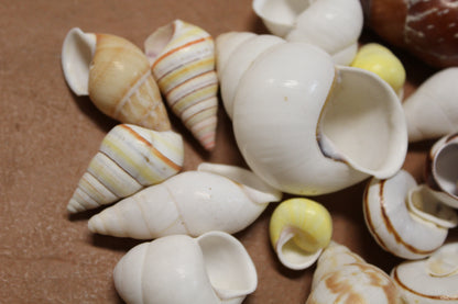 25 Land Snails, Assorted Snail Shells,Craft Supply,Beach Decor, Mosaics,Pour Resin Crafts,All Occasion Gifts,