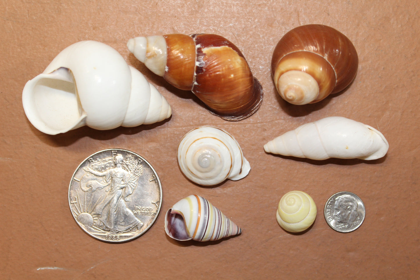 25 Land Snails, Assorted Snail Shells,Craft Supply,Beach Decor, Mosaics,Pour Resin Crafts,All Occasion Gifts,