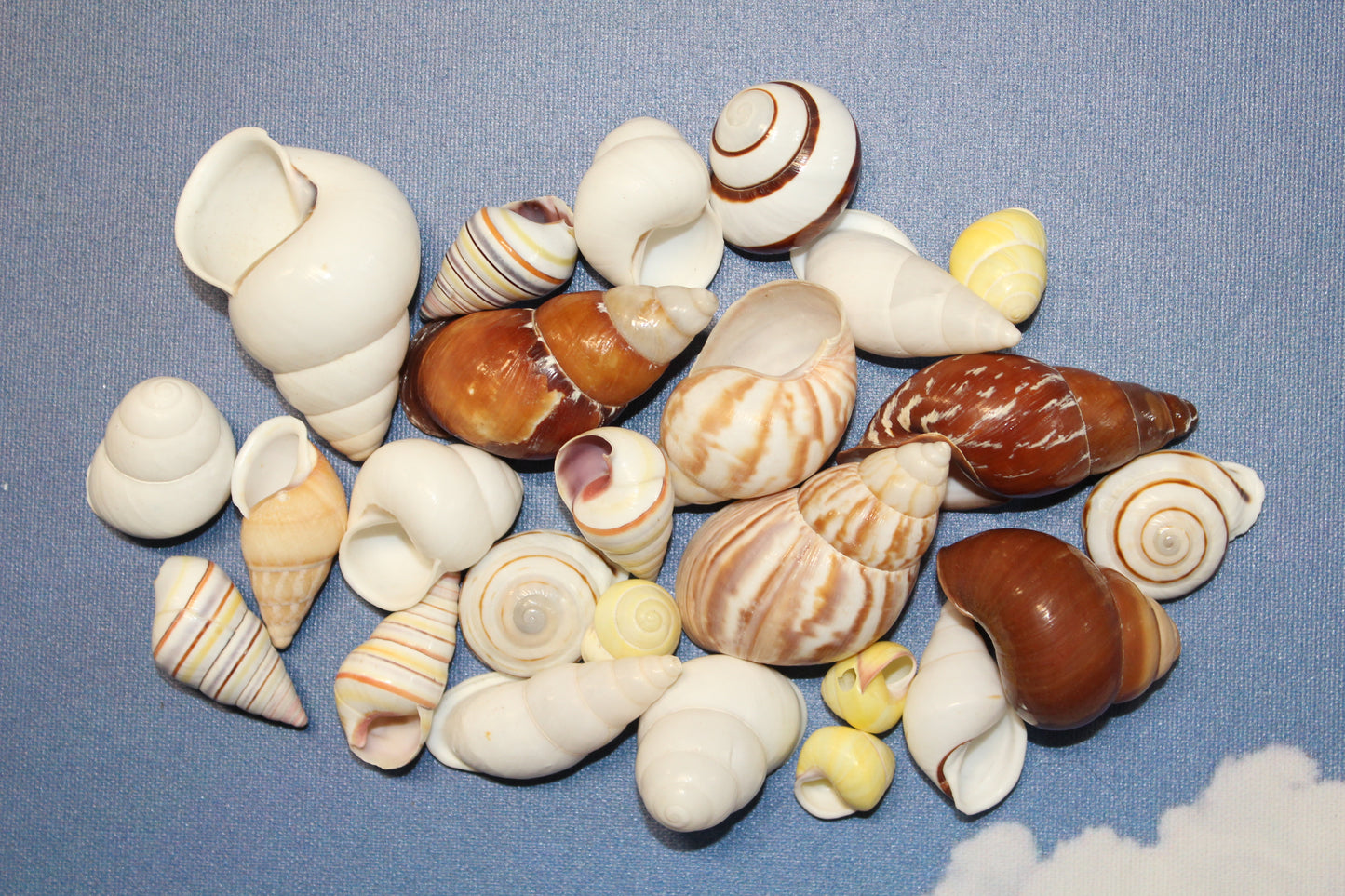 25 Land Snails, Assorted Snail Shells,Craft Supply,Beach Decor, Mosaics,Pour Resin Crafts,All Occasion Gifts,