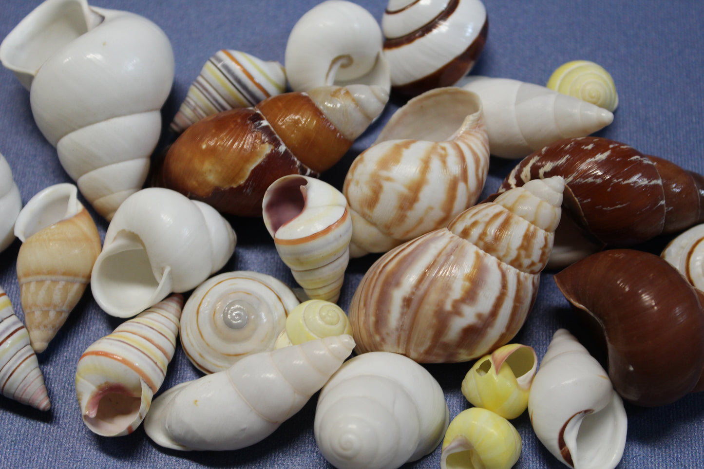 25 Land Snails, Assorted Snail Shells,Craft Supply,Beach Decor, Mosaics,Pour Resin Crafts,All Occasion Gifts,