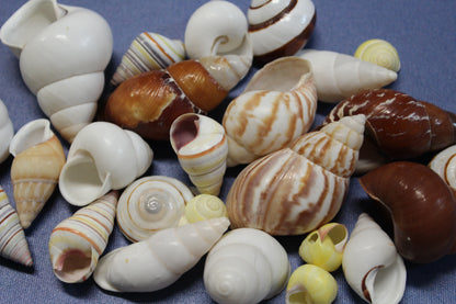 25 Land Snails, Assorted Snail Shells,Craft Supply,Beach Decor, Mosaics,Pour Resin Crafts,All Occasion Gifts,