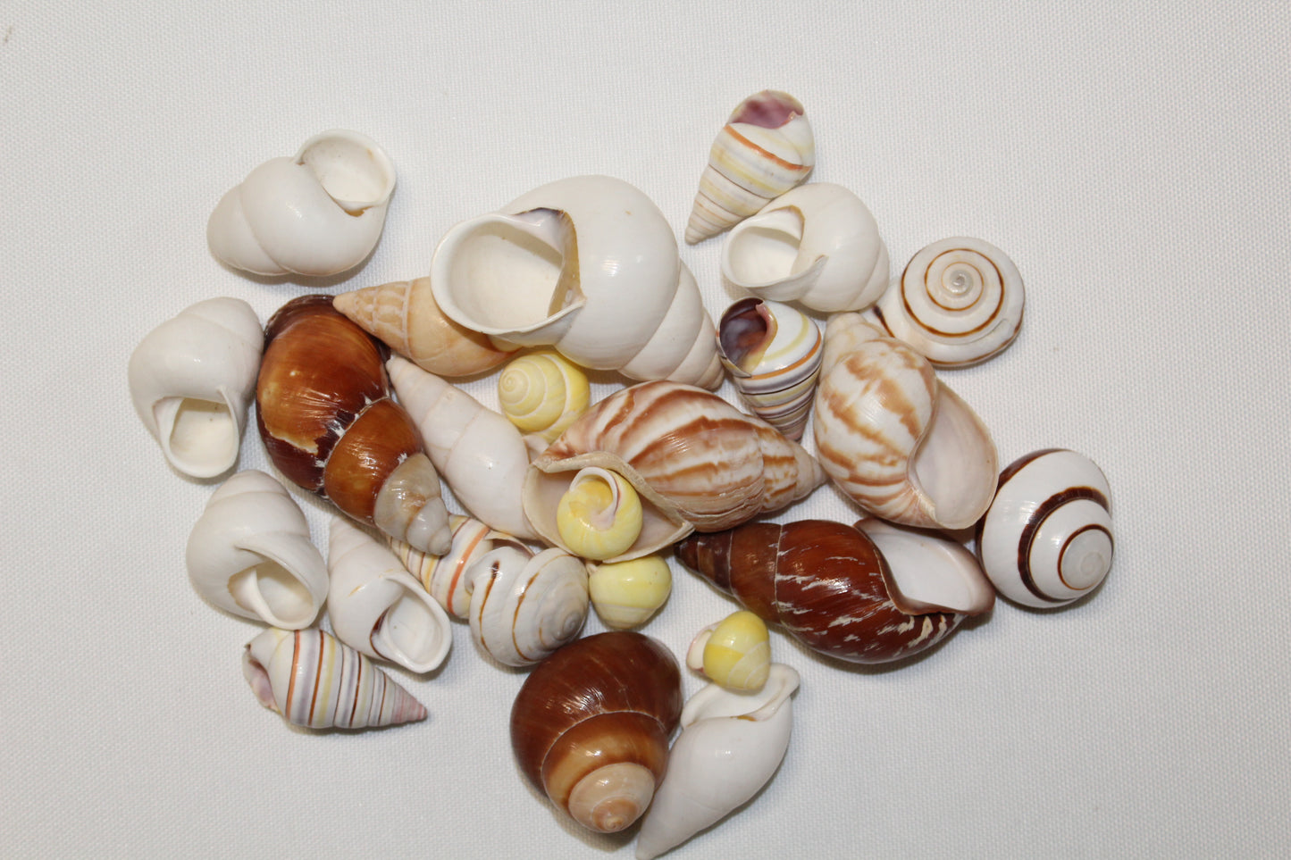 25 Land Snails, Assorted Snail Shells,Craft Supply,Beach Decor, Mosaics,Pour Resin Crafts,All Occasion Gifts,