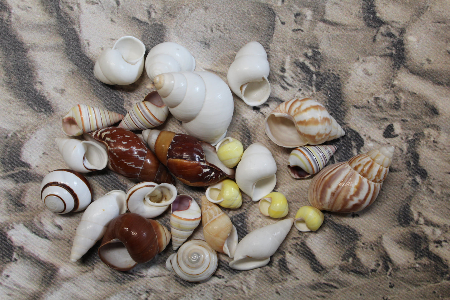 25 Land Snails, Assorted Snail Shells,Craft Supply,Beach Decor, Mosaics,Pour Resin Crafts,All Occasion Gifts,