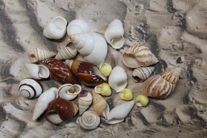 25 Land Snails, Assorted Snail Shells,Craft Supply,Beach Decor, Mosaics,Pour Resin Crafts,All Occasion Gifts,