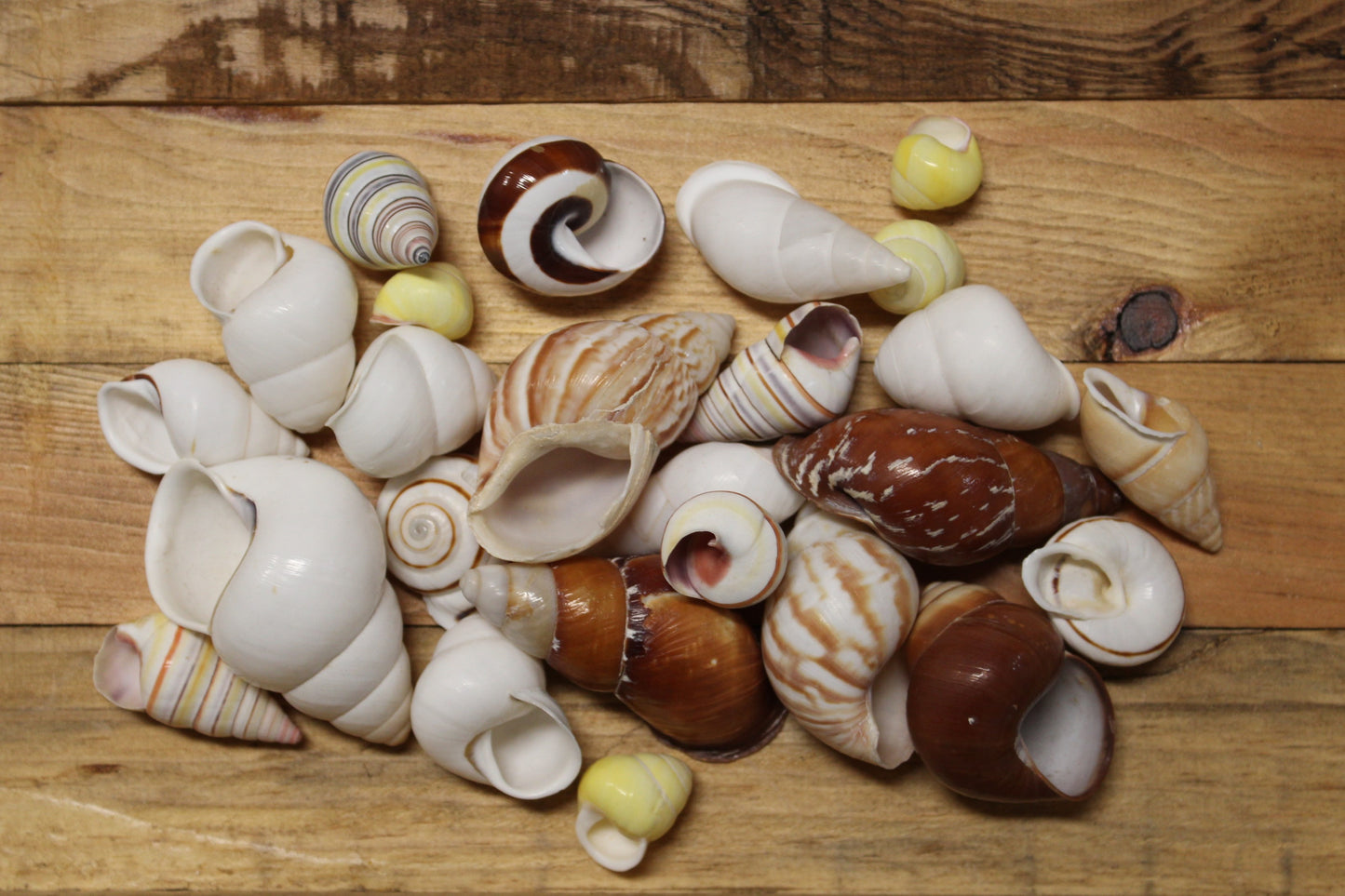 25 Land Snails, Assorted Snail Shells,Craft Supply,Beach Decor, Mosaics,Pour Resin Crafts,All Occasion Gifts,