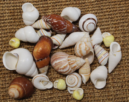 25 Land Snails, Assorted Snail Shells,Craft Supply,Beach Decor, Mosaics,Pour Resin Crafts,All Occasion Gifts,