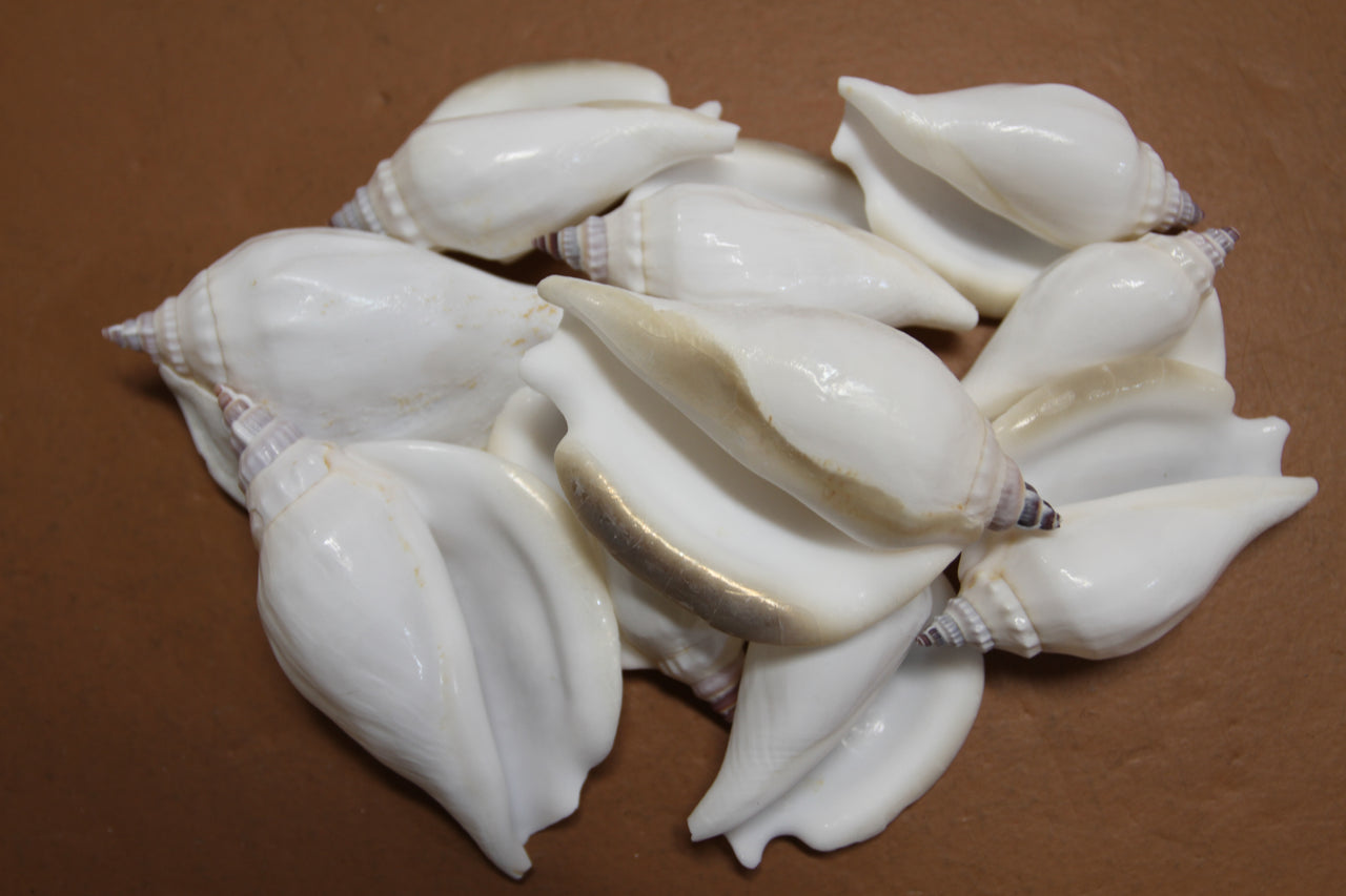 Strombus Epedromis (commonly called a swan conch) is a lovely seashell used for coastal decor, weddings, crafting and more!