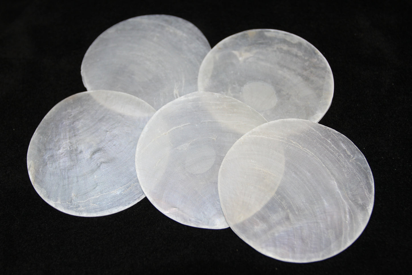 3 inch Capiz Seashell, Thick Cut Shells, Semi Translucent Seashells Wall  Art Supply, Beach Home Decor, CS-90