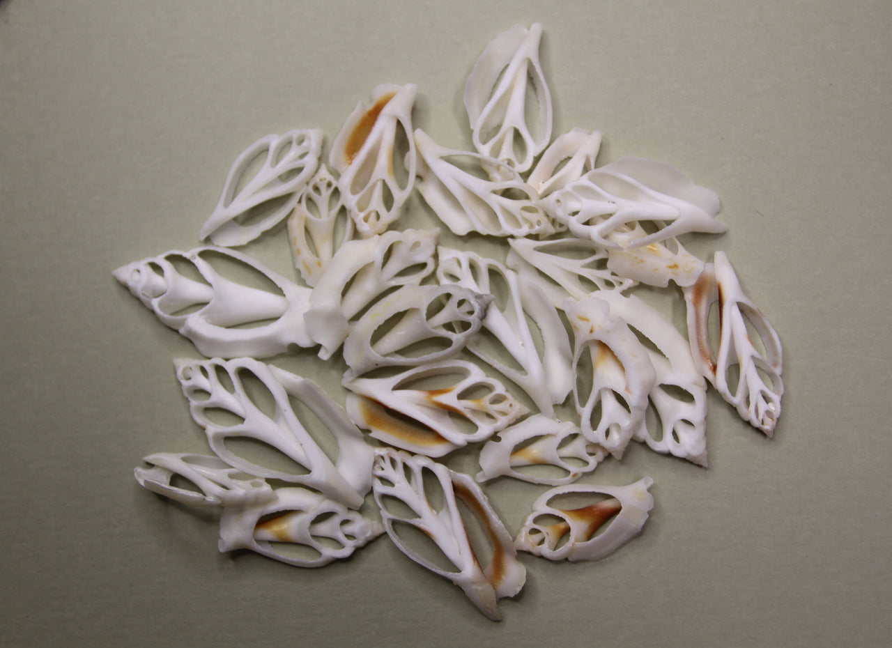 White Chula ~ Lovely Sliced Cut white seashell. Great shell for Wedding projects, shell crafting projects, jewelry crafts and more!