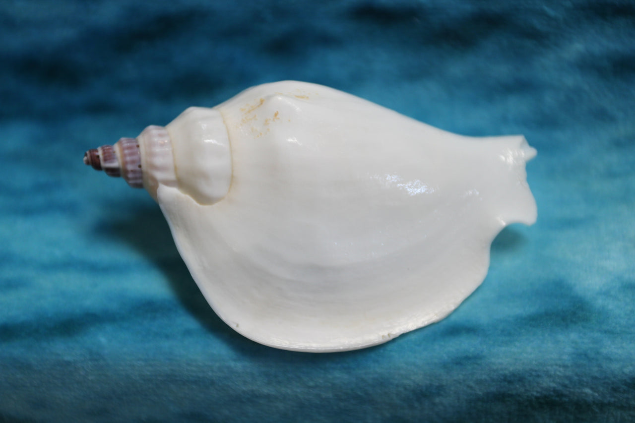 Strombus Epedromis (commonly called a swan conch) is a lovely seashell used for coastal decor, weddings, crafting and more!