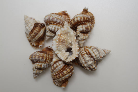 10-DISTORSIO SEASHELLS,Textured,Upscale Coastal Seashell Display,Collectible,Beach Art,SS-30