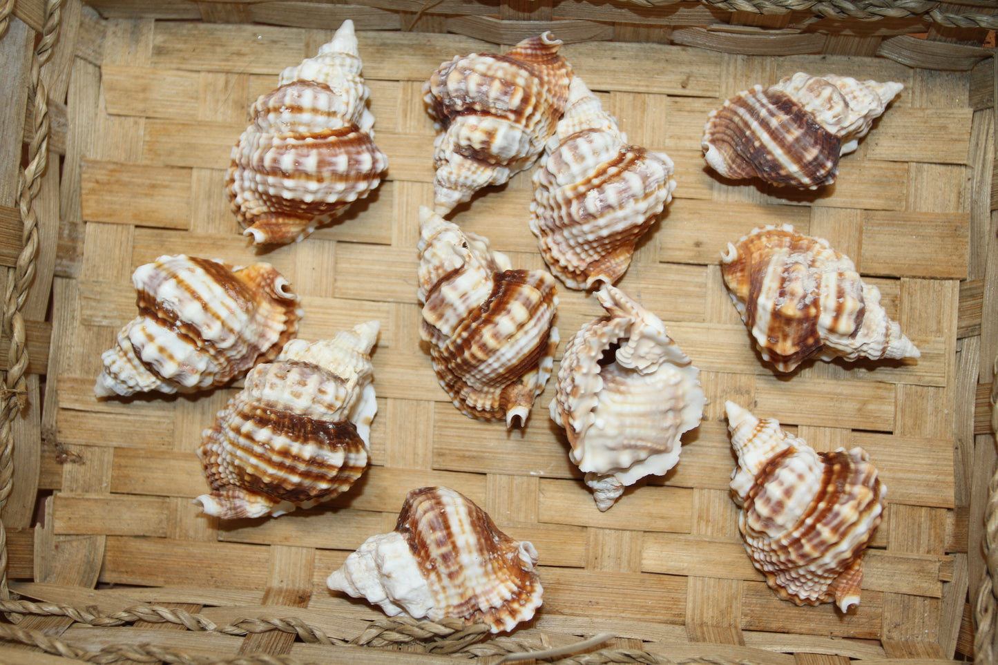 10-DISTORSIO SEASHELLS,Textured,Upscale Coastal Seashell Display,Collectible,Beach Art,SS-30