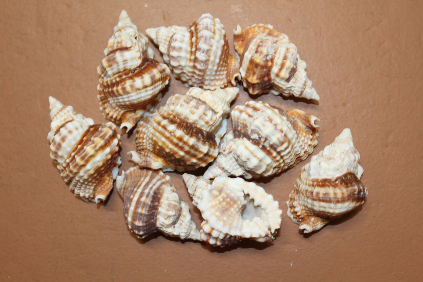 10-DISTORSIO SEASHELLS,Textured,Upscale Coastal Seashell Display,Collectible,Beach Art,SS-30