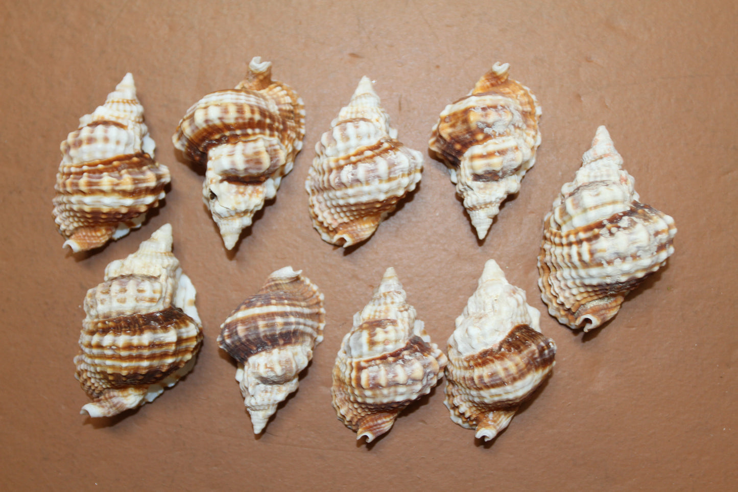 10-DISTORSIO SEASHELLS,Textured,Upscale Coastal Seashell Display,Collectible,Beach Art,SS-30