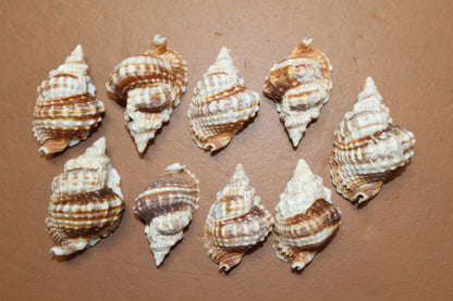 10-DISTORSIO SEASHELLS,Textured,Upscale Coastal Seashell Display,Collectible,Beach Art,SS-30