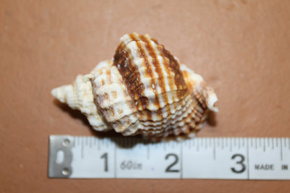 10-DISTORSIO SEASHELLS,Textured,Upscale Coastal Seashell Display,Collectible,Beach Art,SS-30