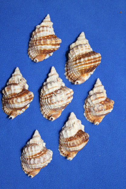 10-DISTORSIO SEASHELLS,Textured,Upscale Coastal Seashell Display,Collectible,Beach Art,SS-30