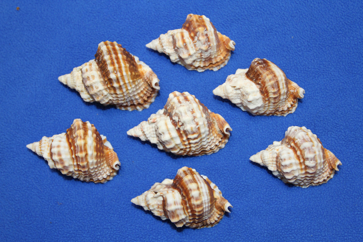 10-DISTORSIO SEASHELLS,Textured,Upscale Coastal Seashell Display,Collectible,Beach Art,SS-30