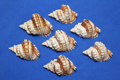 10-DISTORSIO SEASHELLS,Textured,Upscale Coastal Seashell Display,Collectible,Beach Art,SS-30