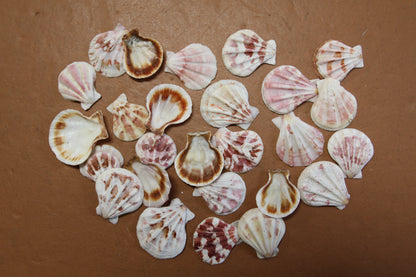 Pecten Plicate Seashells, Shell Craft Jewelry Seashells,, Beach Art, Seaside Wedding Supply, SS-488
