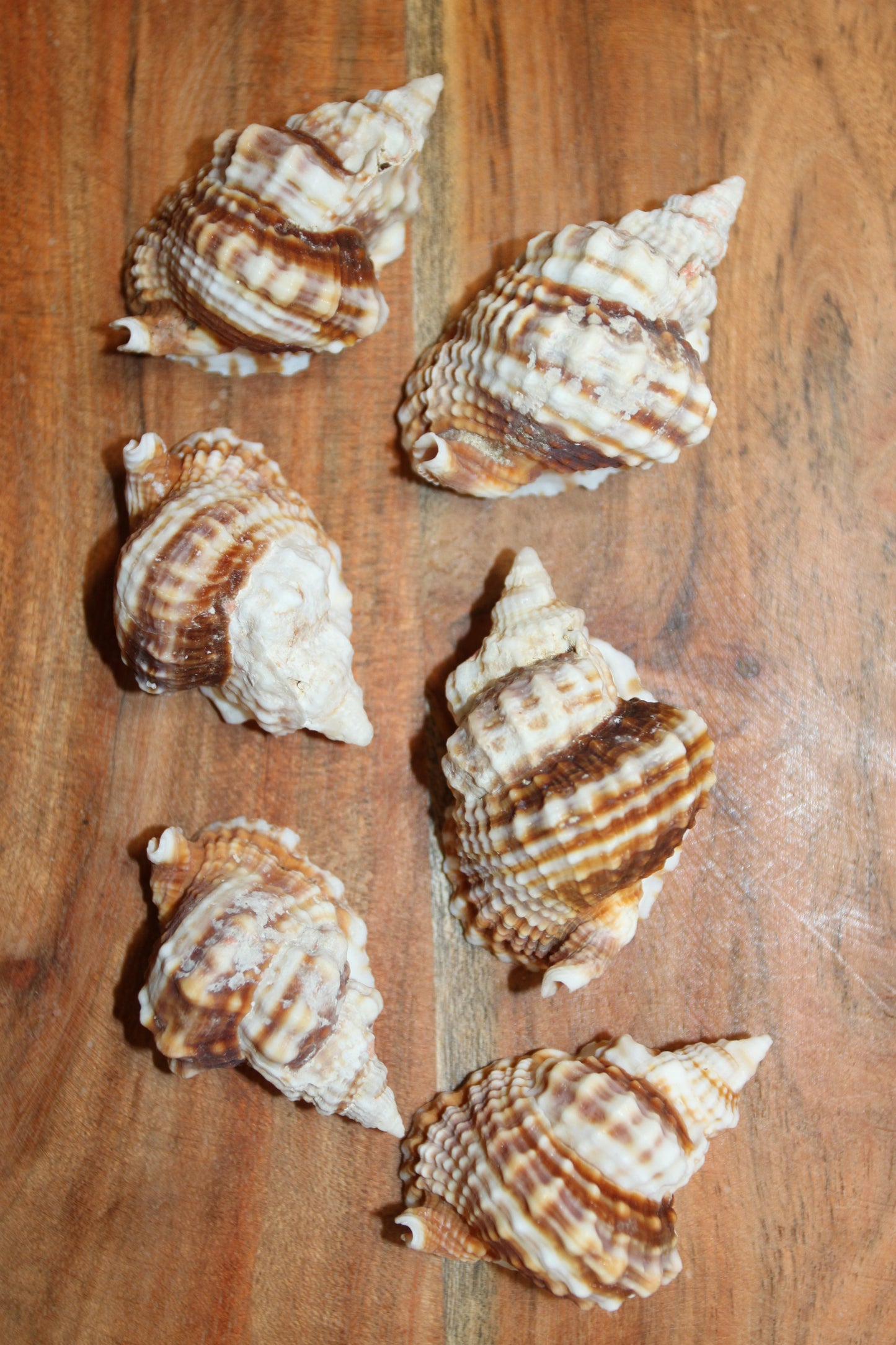 10-DISTORSIO SEASHELLS,Textured,Upscale Coastal Seashell Display,Collectible,Beach Art,SS-30
