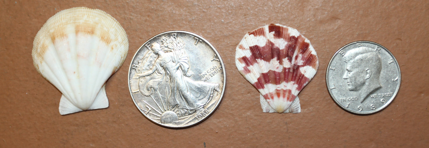 Pecten Plicate Seashells, Shell Craft Jewelry Seashells,, Beach Art, Seaside Wedding Supply, SS-488