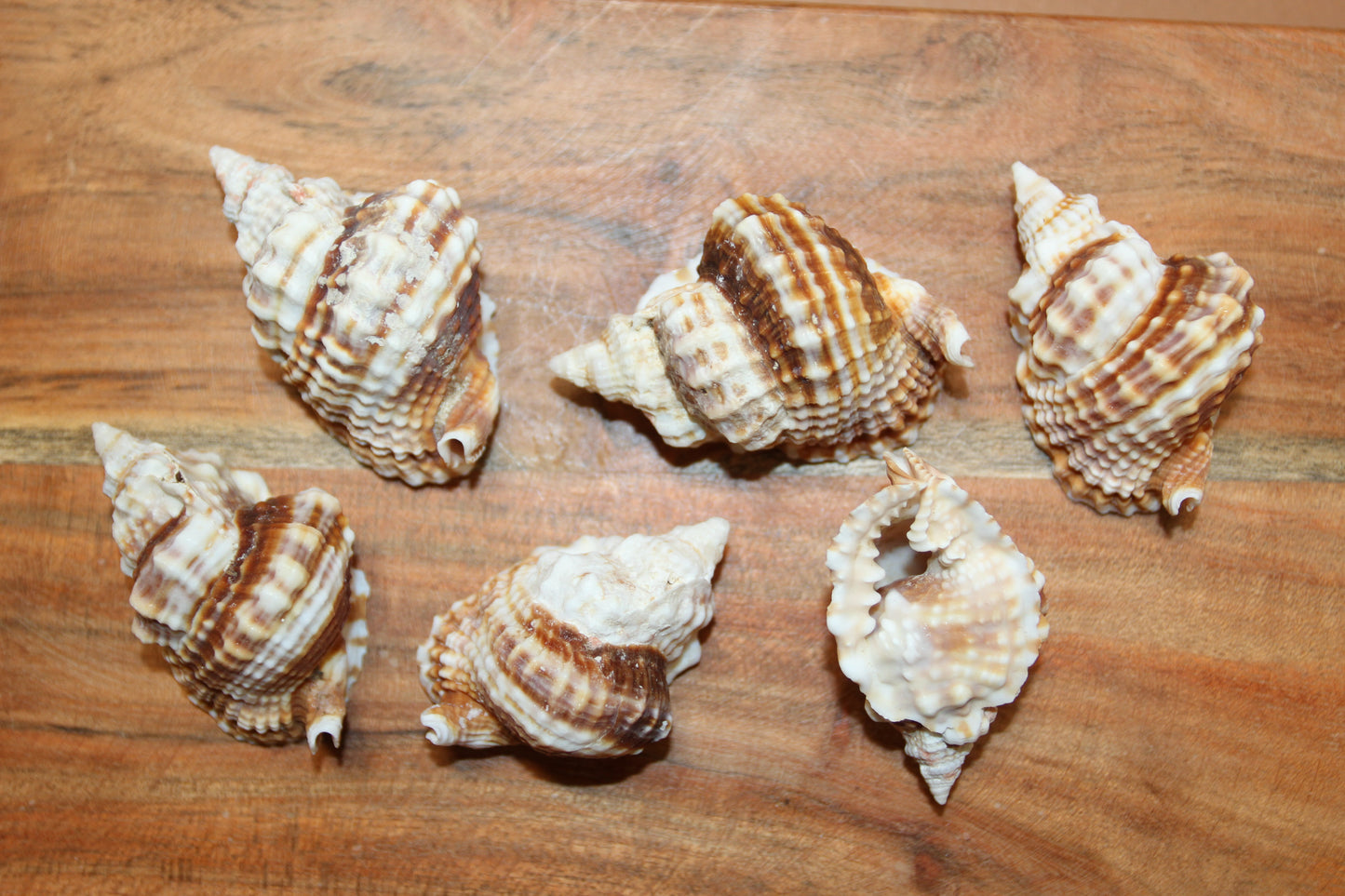 10-DISTORSIO SEASHELLS,Textured,Upscale Coastal Seashell Display,Collectible,Beach Art,SS-30