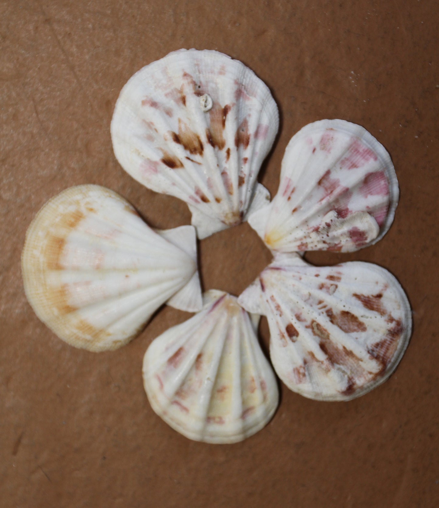 Pecten Plicate Seashells, Shell Craft Jewelry Seashells,, Beach Art, Seaside Wedding Supply, SS-488