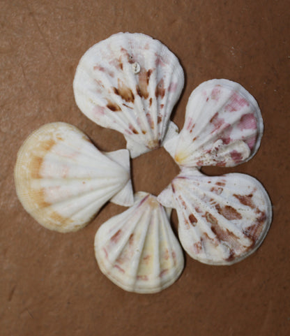 Pecten Plicate Seashells, Shell Craft Jewelry Seashells,, Beach Art, Seaside Wedding Supply, SS-488