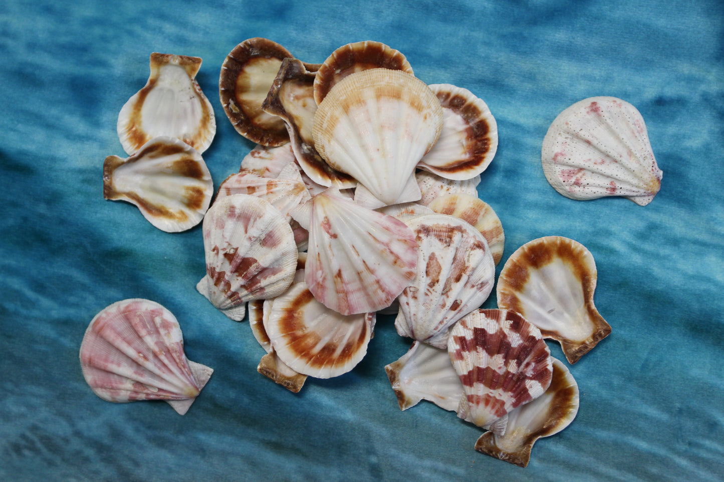 Pecten Plicate Seashells, Shell Craft Jewelry Seashells,, Beach Art, Seaside Wedding Supply, SS-488