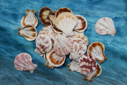 Pecten Plicate Seashells, Shell Craft Jewelry Seashells,, Beach Art, Seaside Wedding Supply, SS-488