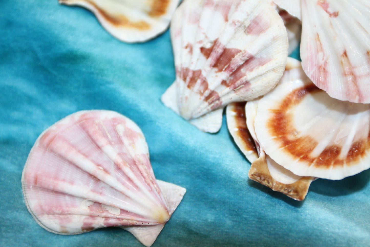 Pecten Plicate Seashells, Shell Craft Jewelry Seashells,, Beach Art, Seaside Wedding Supply, SS-488