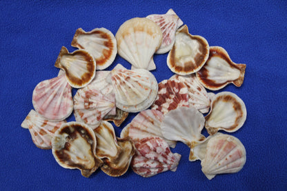 Pecten Plicate Seashells, Shell Craft Jewelry Seashells,, Beach Art, Seaside Wedding Supply, SS-488